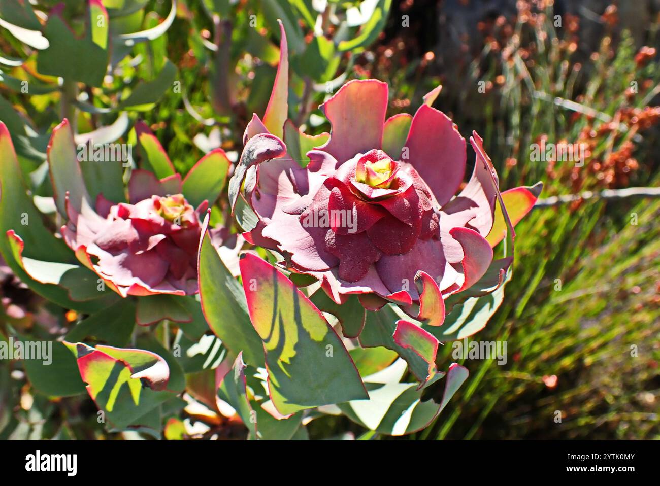 Sun Conebushes (Nucifera) Stock Photo