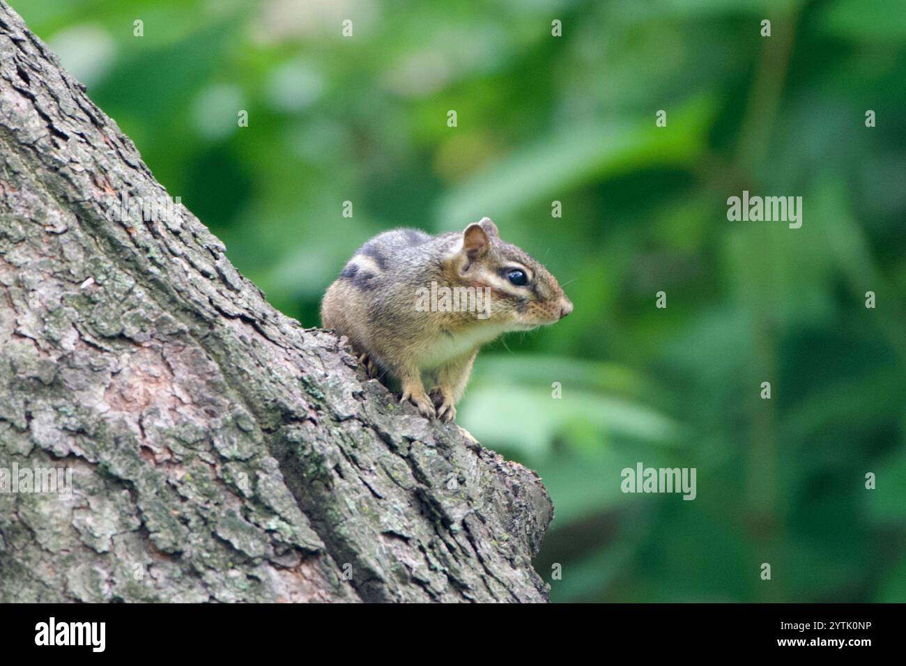 Tamias Spring Eastern Chipmunk (Tamias striatus Stock Photo - Alamy