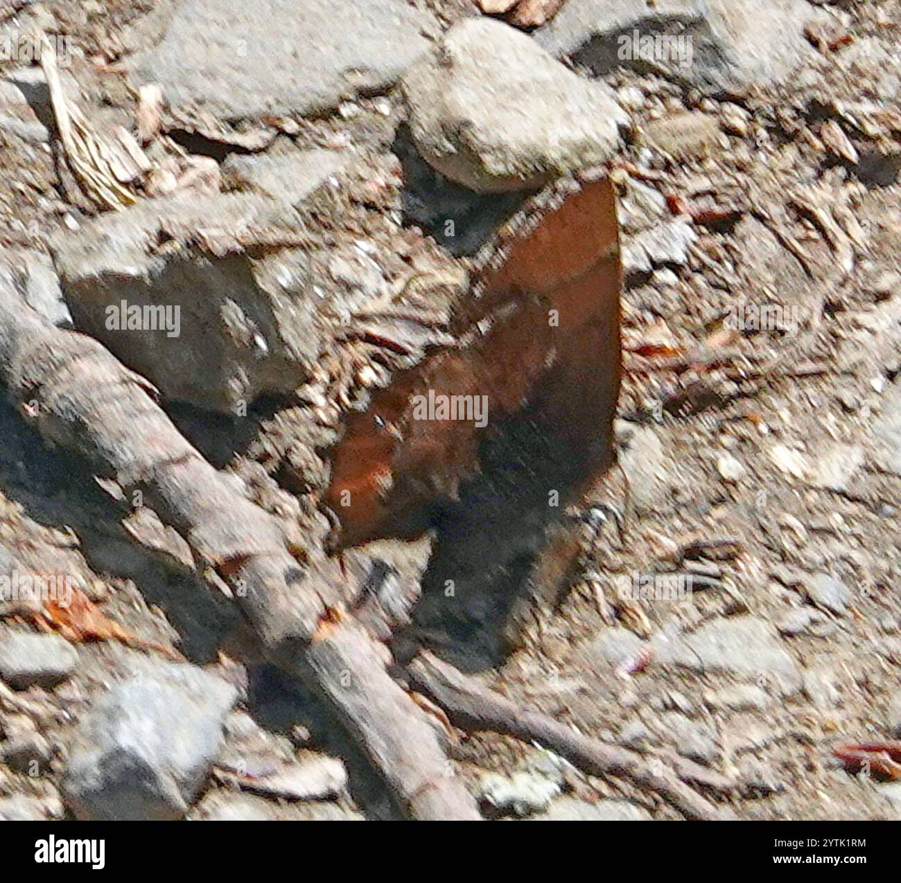 Henry's Elfin (Callophrys henrici Stock Photo - Alamy