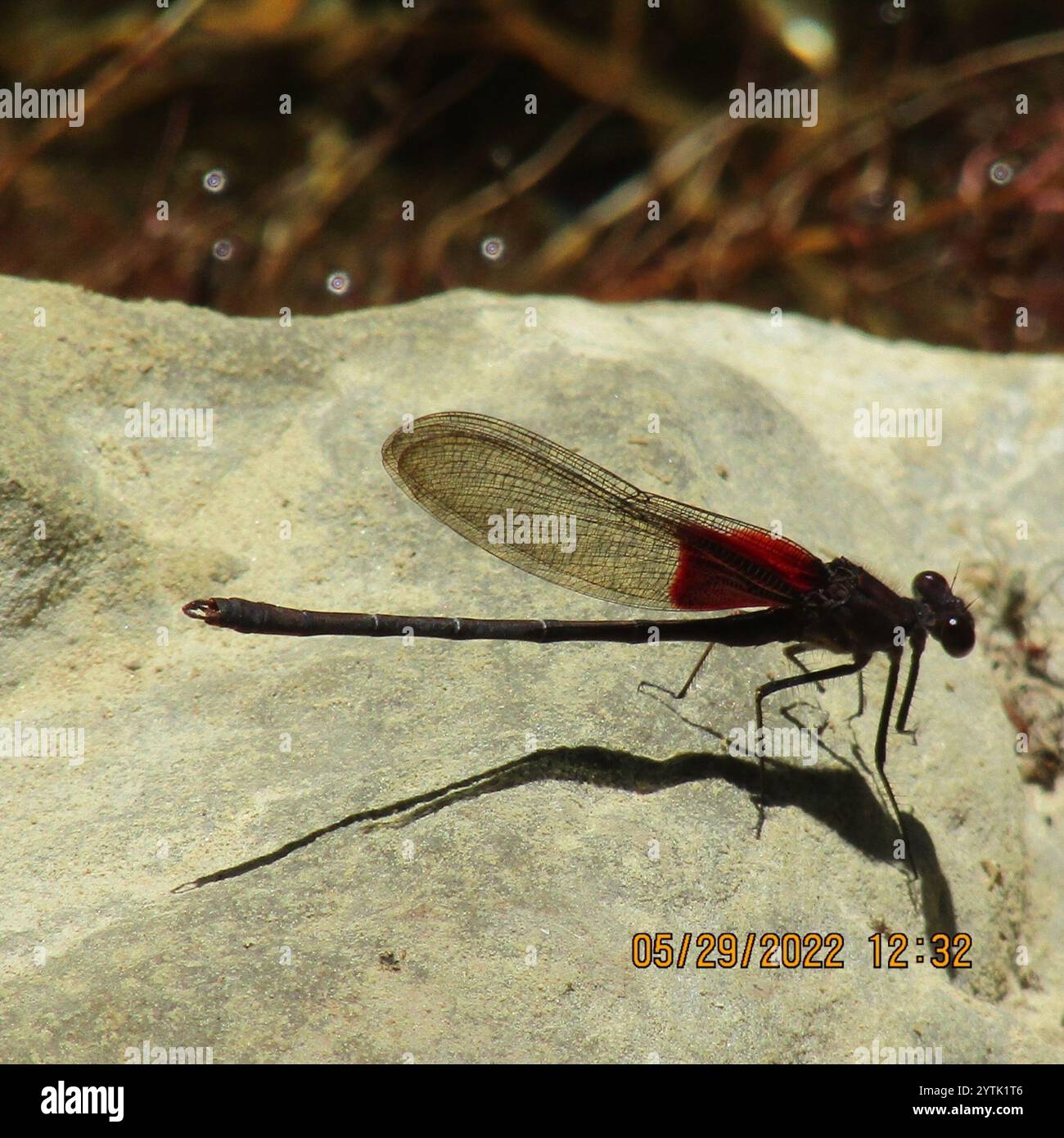 American rubyspot hi-res stock photography and images - Alamy