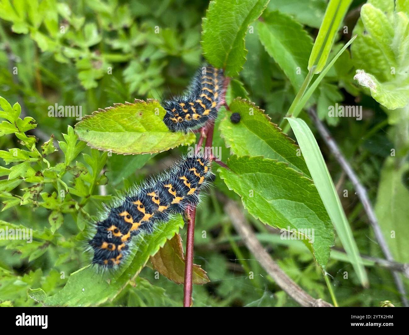 Small Emperor Moth (Saturnia pavonia Stock Photo - Alamy