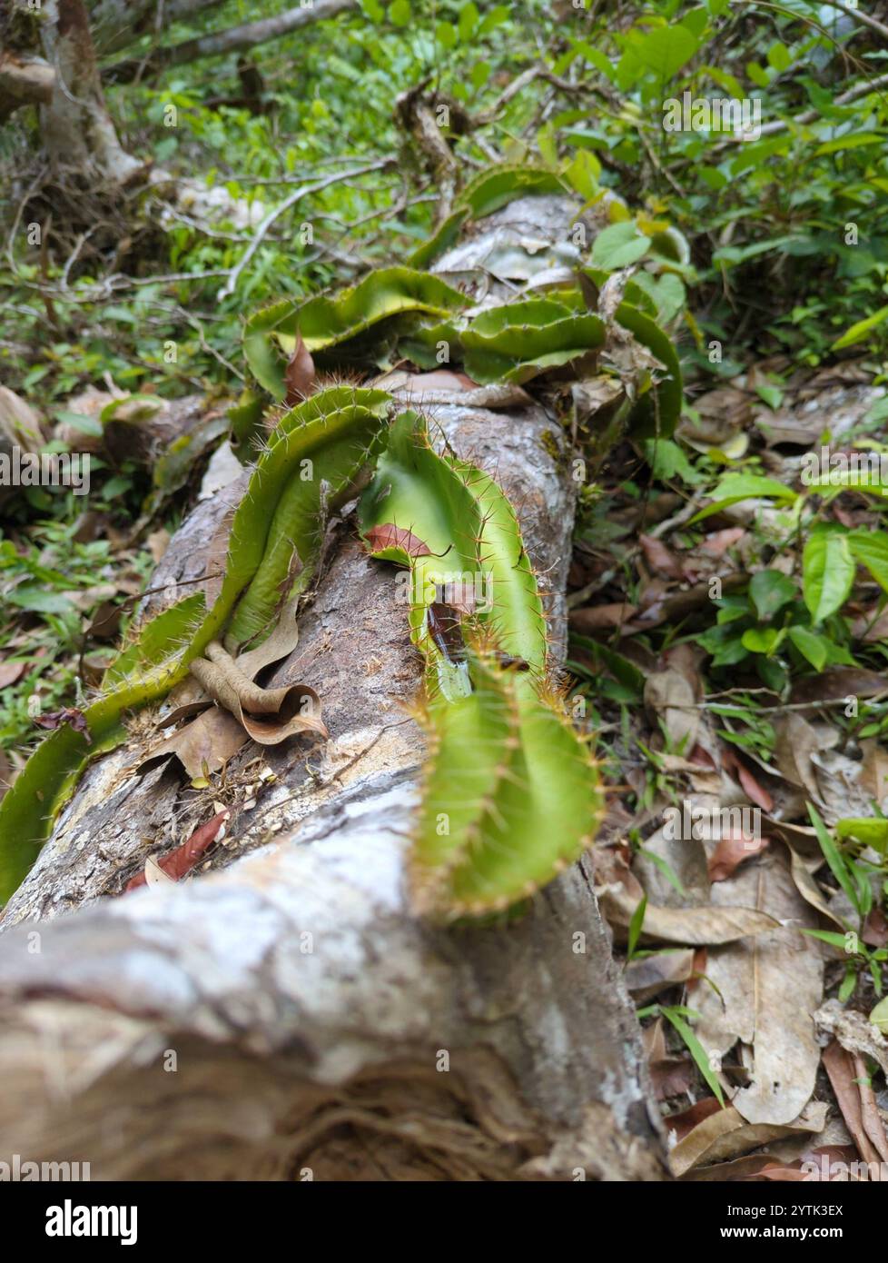 dog-tail cactus (Deamia testudo Stock Photo - Alamy