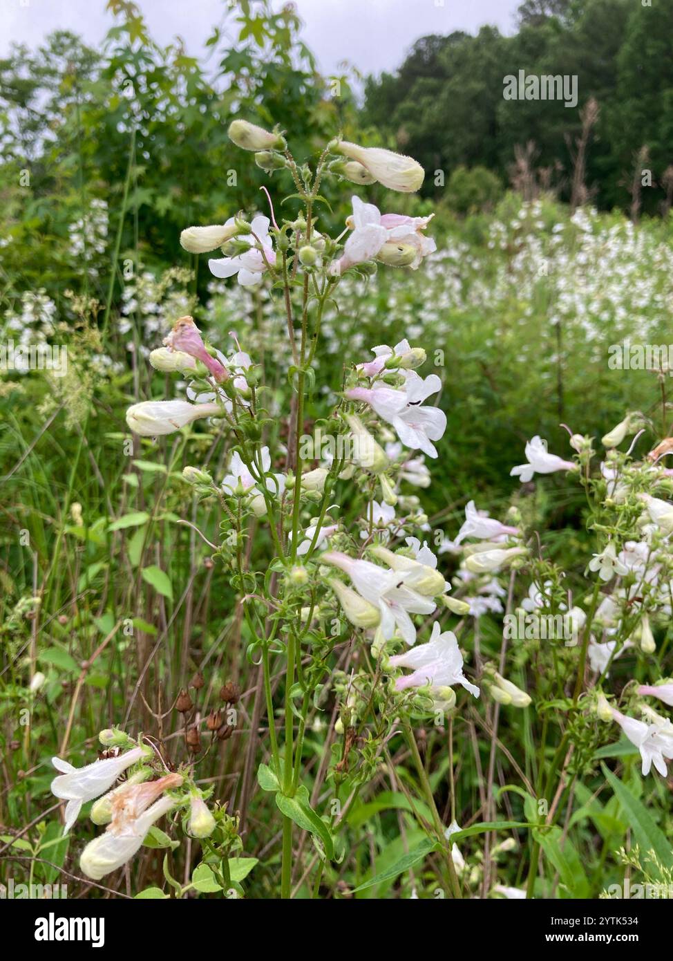 foxglove beardtongue (Penstemon digitalis Stock Photo - Alamy