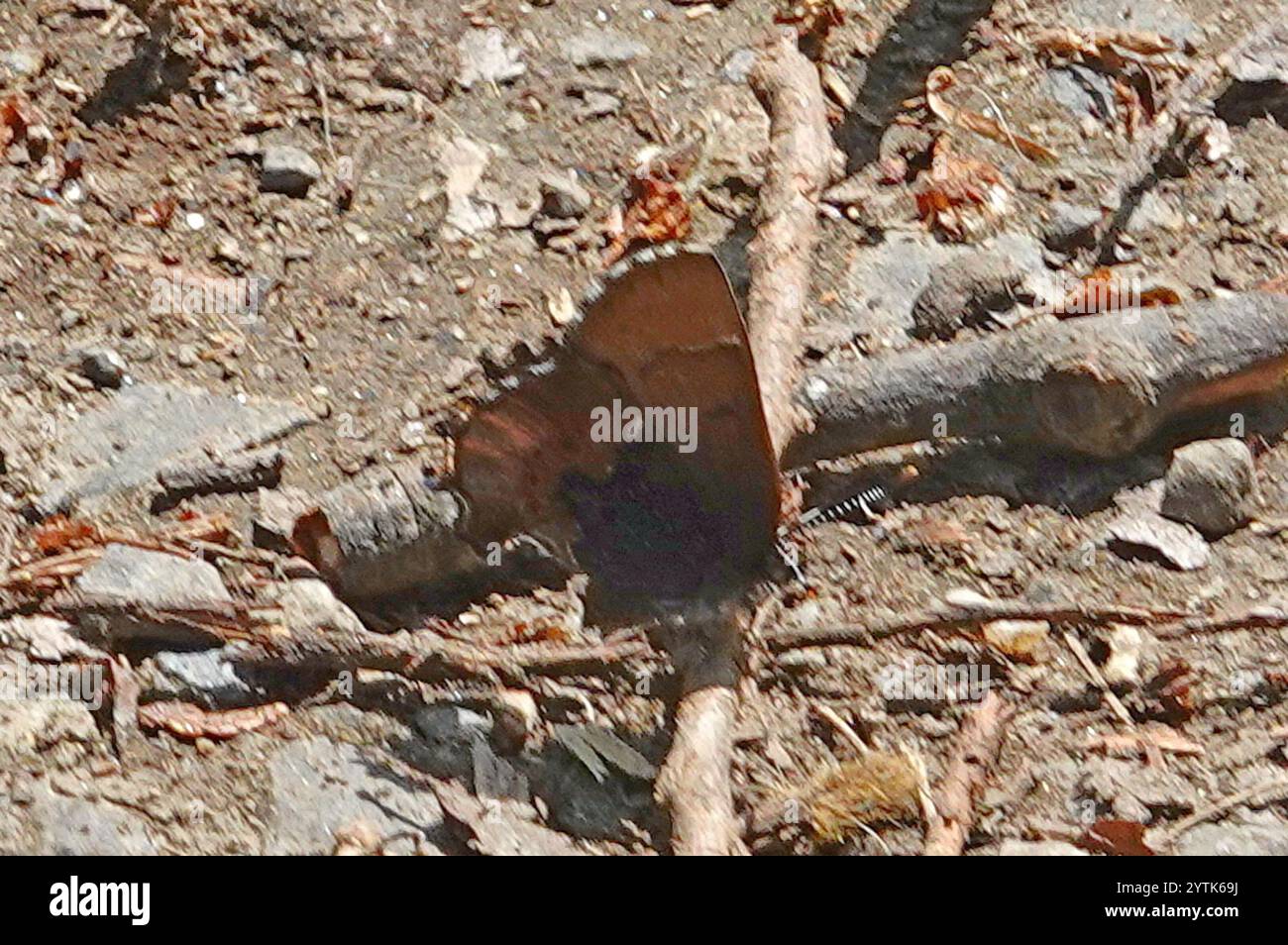 Callophrys henrici hi-res stock photography and images - Alamy