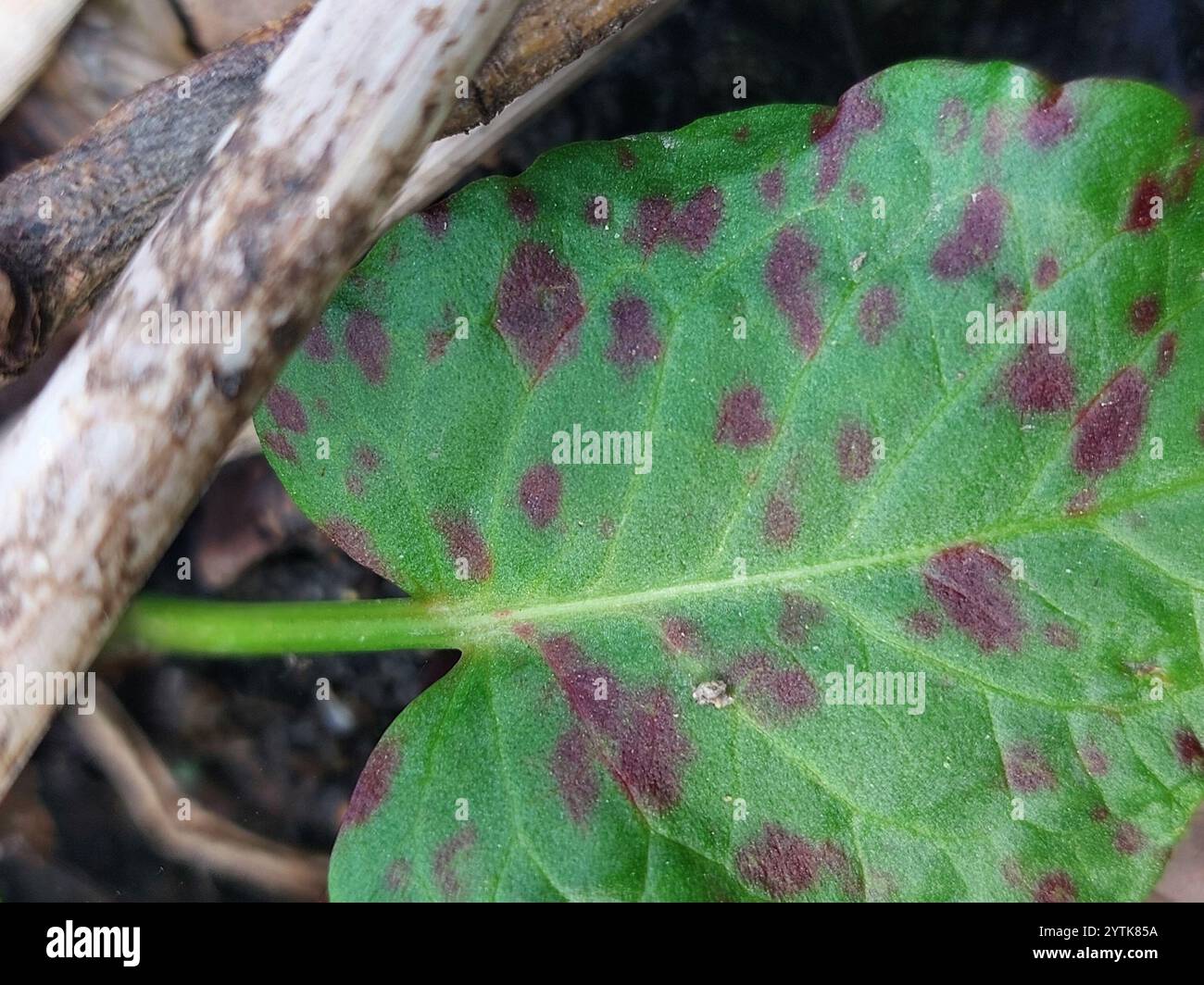 Water Reed Rust Identification reed rust (Puccinia phragmitis Stock Photo - Alamy