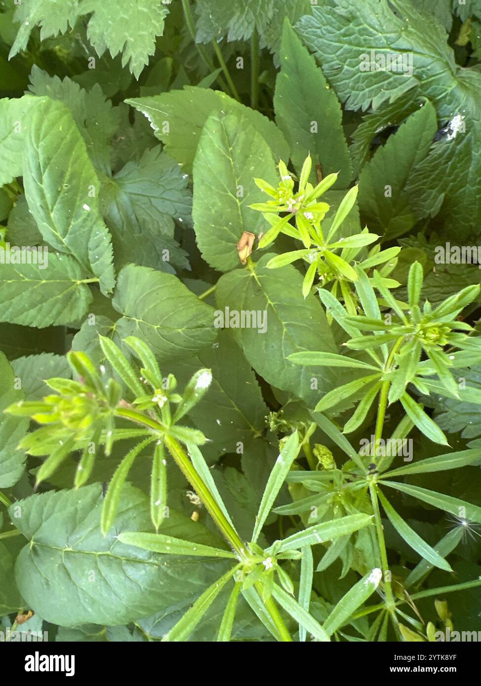 catchweed bedstraw (Galium aparine Stock Photo - Alamy