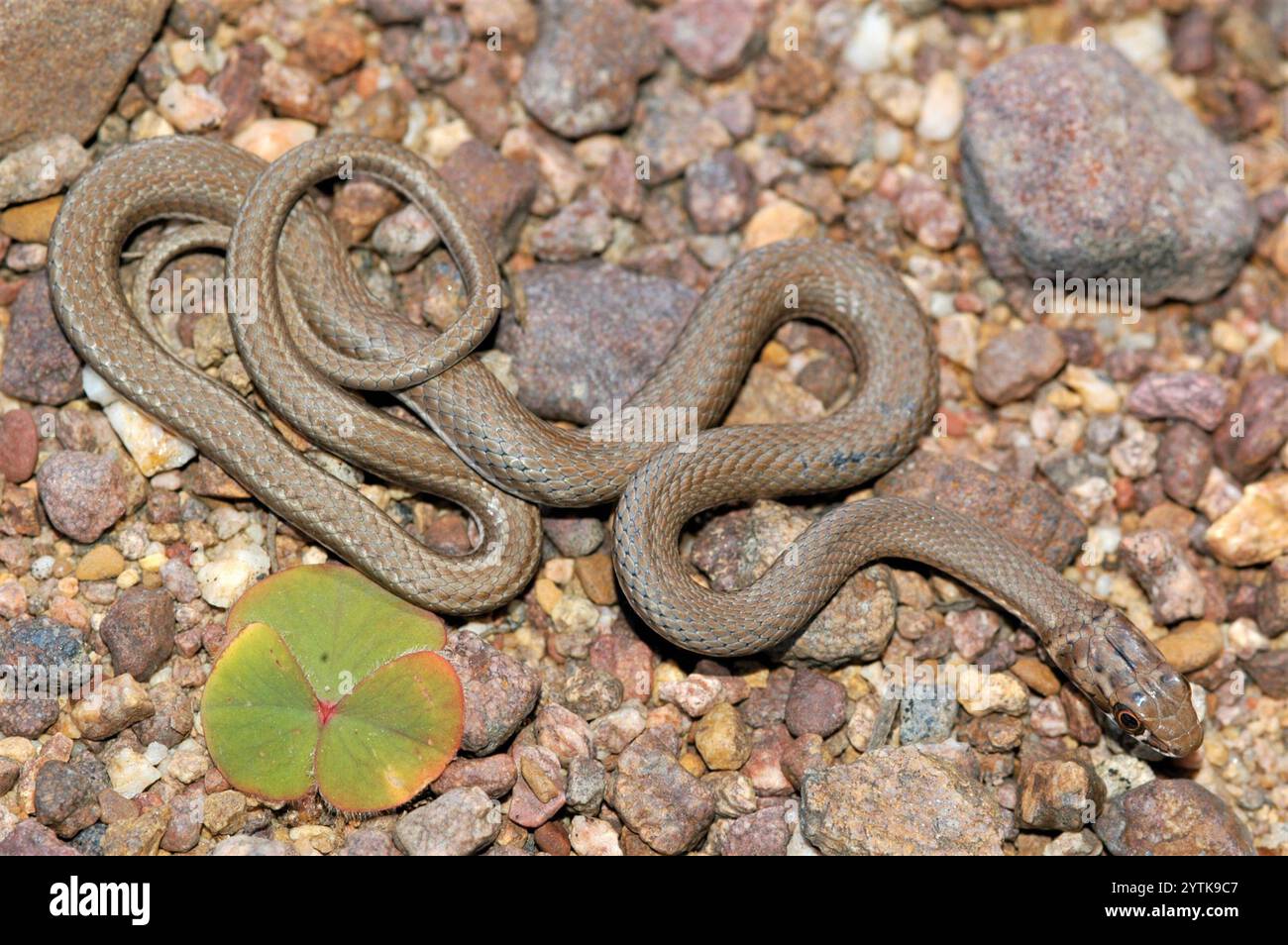 Karoo Sand Snake (Psammophis notostictus Stock Photo - Alamy