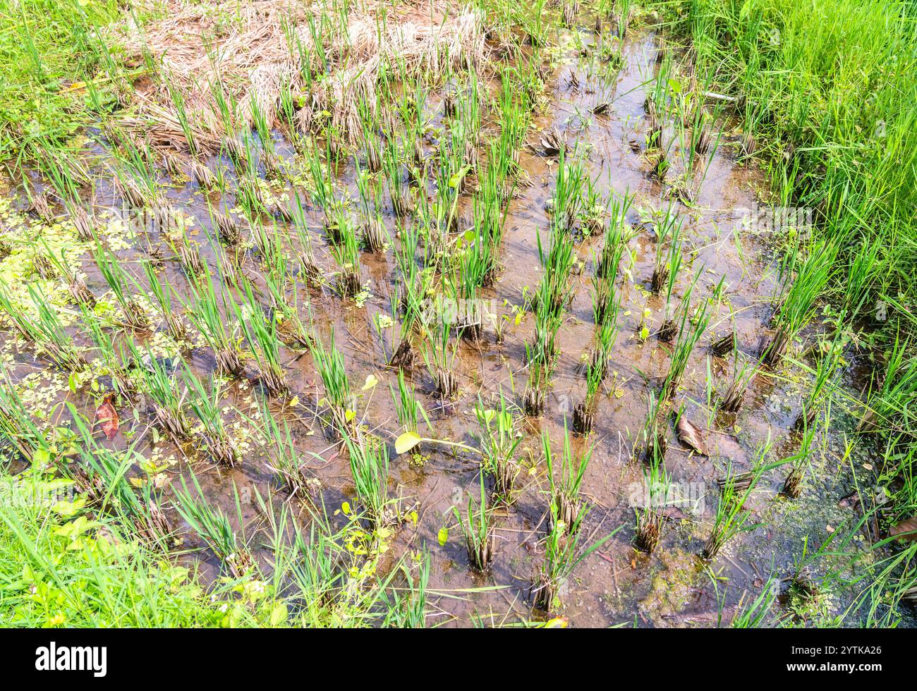 Healthy rice shoots growing in flooded paddies in Bali create a vibrant ...