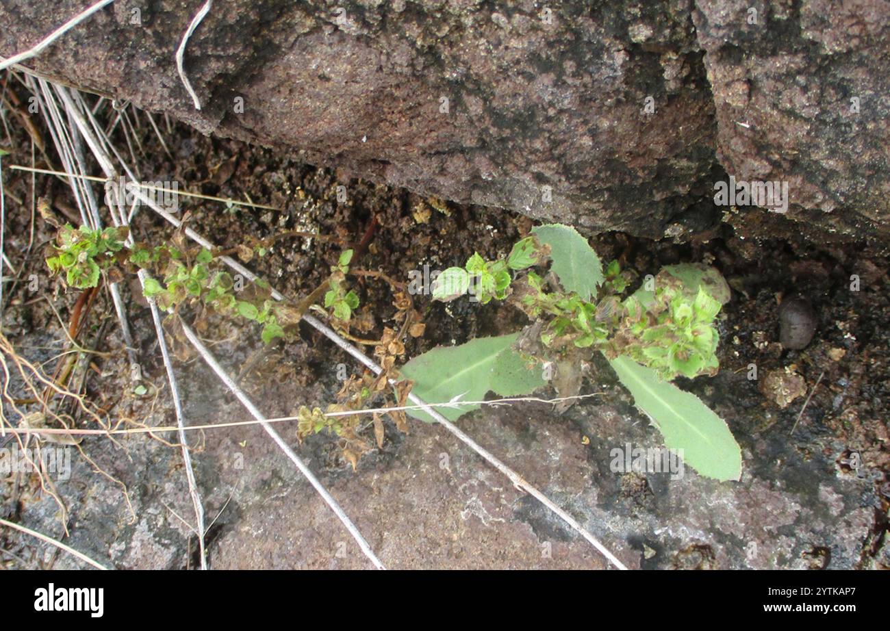 three-seeded mercuries (Acalypha Stock Photo - Alamy