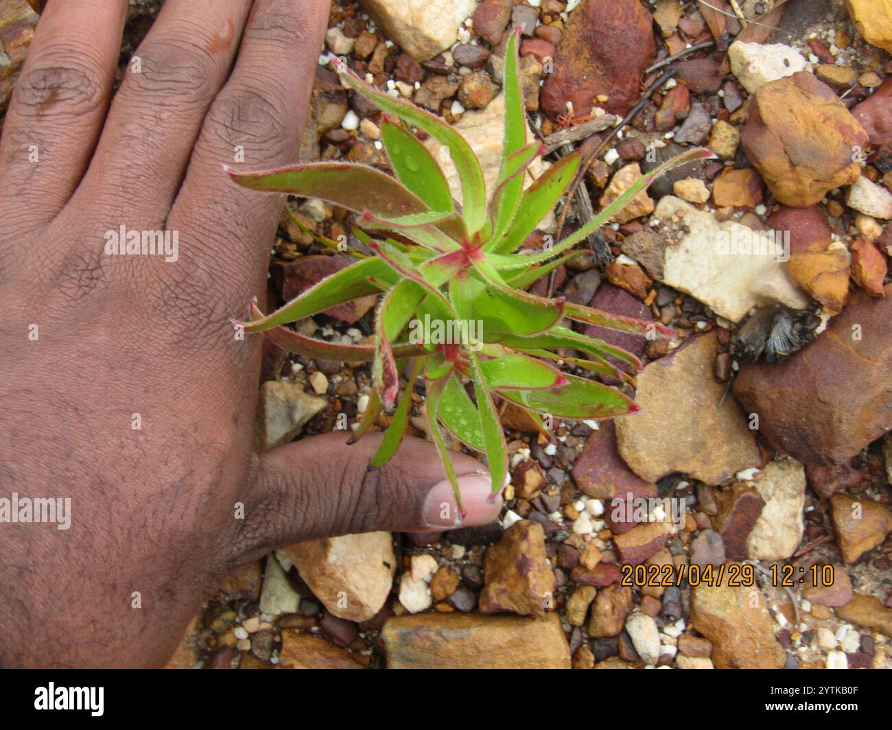 Conebushes (Leucadendron) Stock Photo