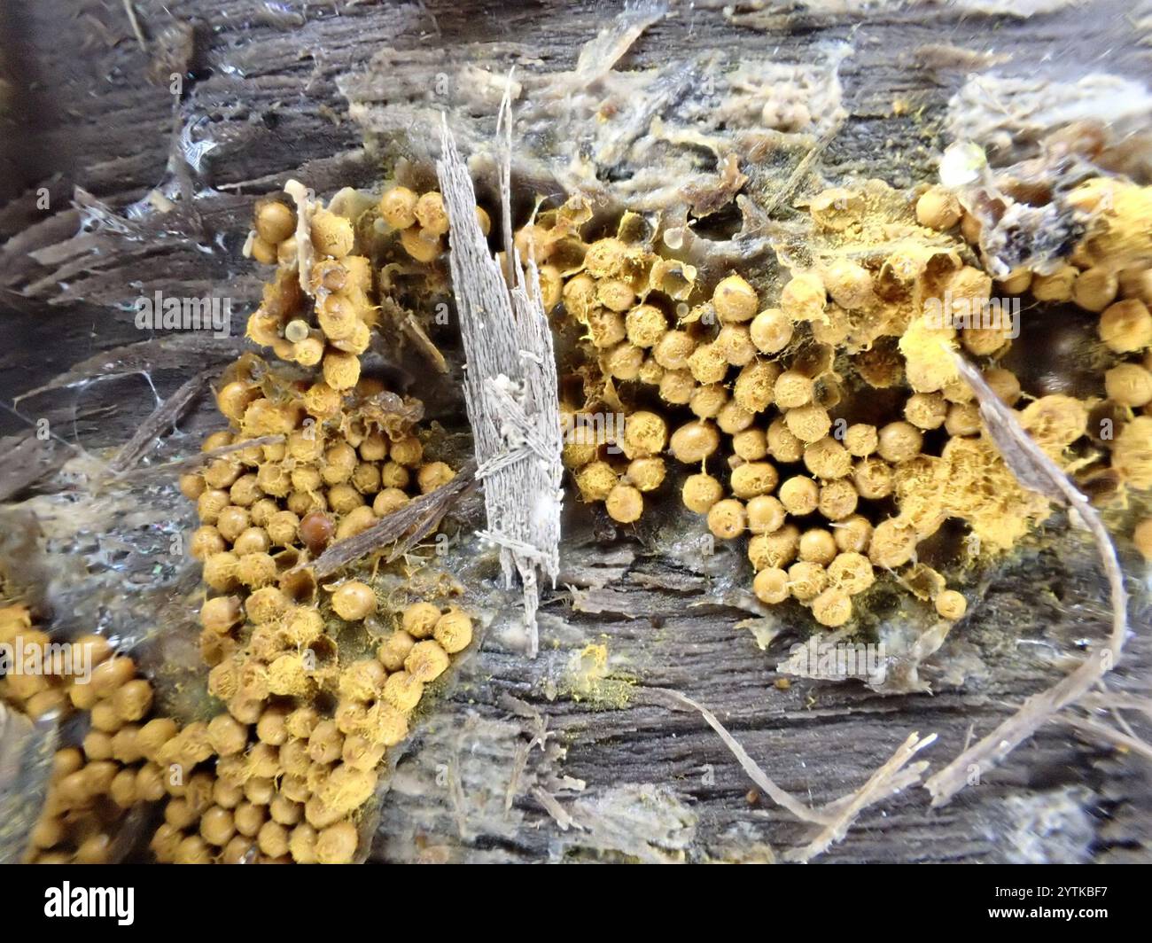 Trichia scabra hi-res stock photography and images - Alamy