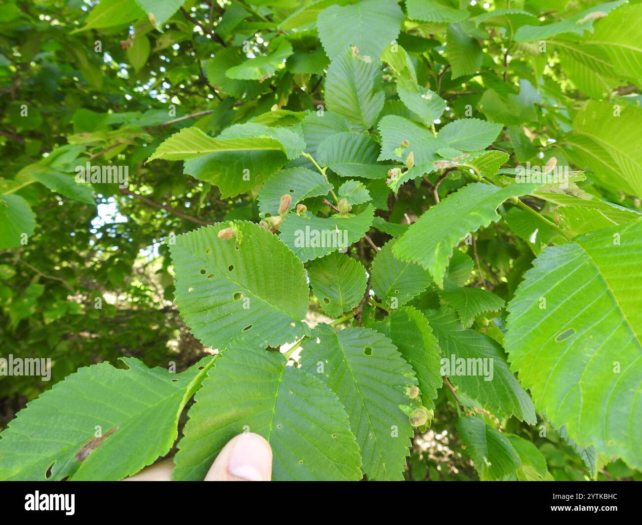 Rice Root Aphid (Tetraneura akinire Stock Photo - Alamy