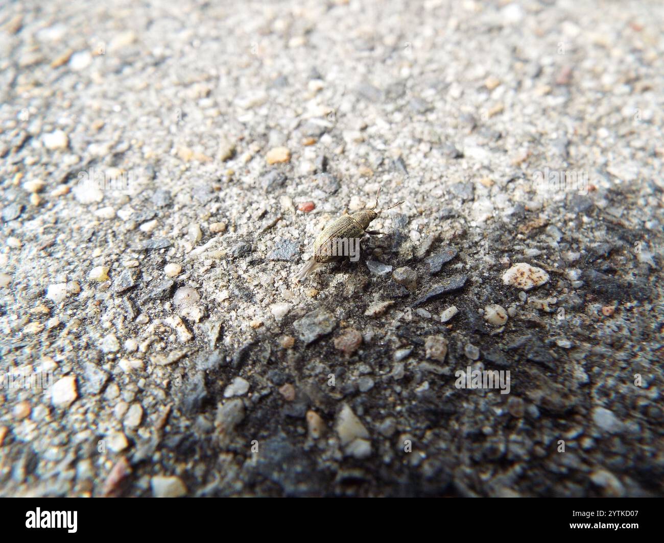 Common Leaf Weevil (Phyllobius pyri Stock Photo - Alamy