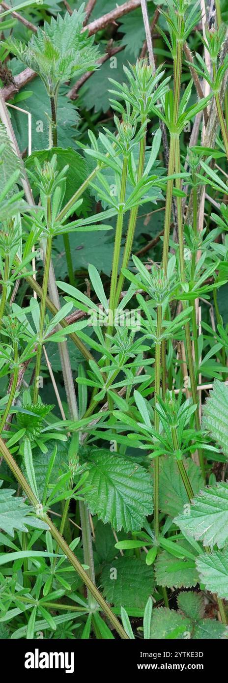 catchweed bedstraw (Galium aparine Stock Photo - Alamy