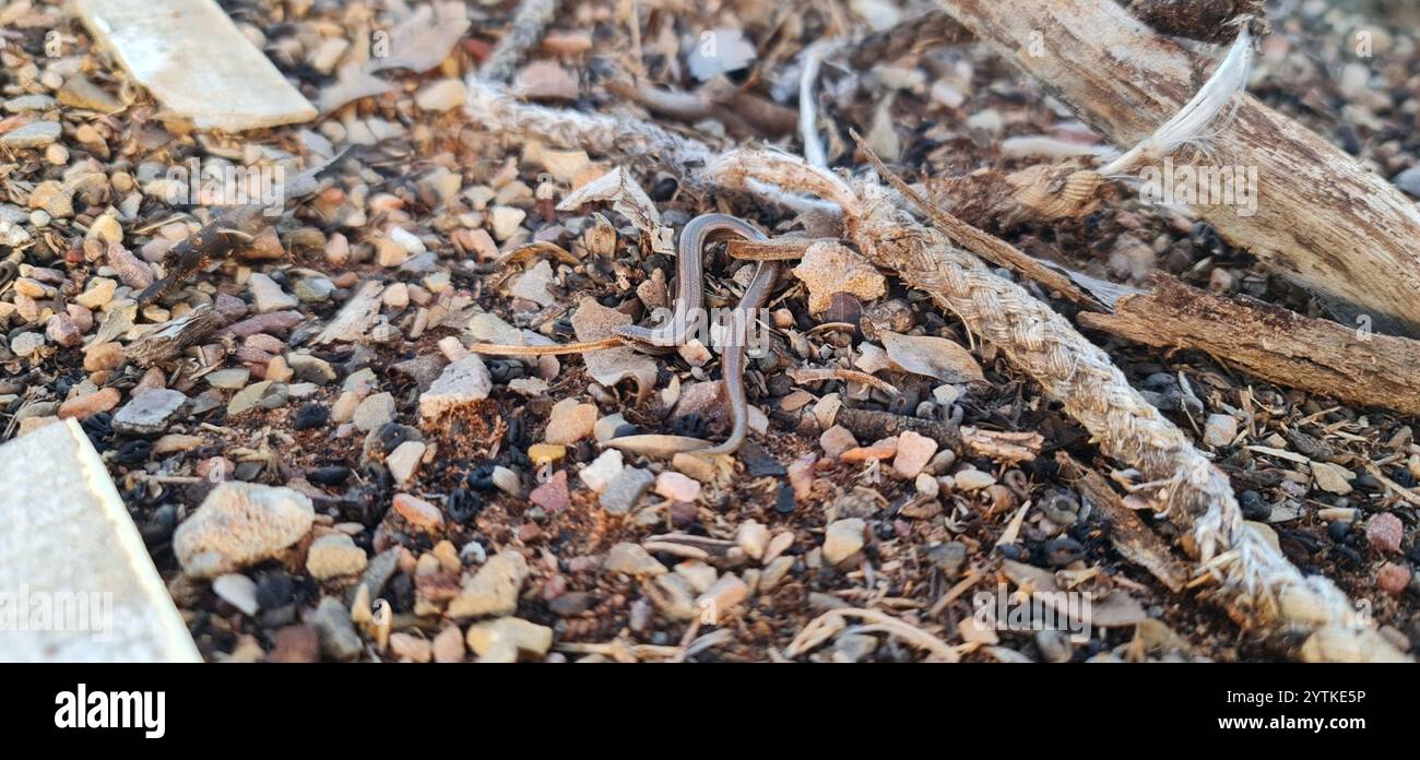Timida hi-res stock photography and images - Alamy