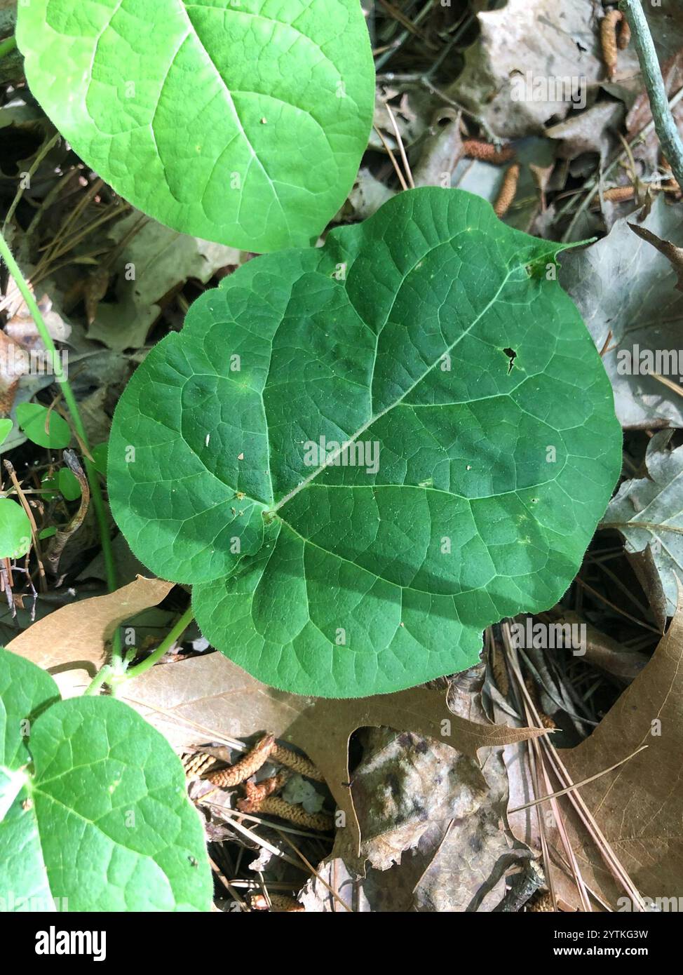 Anglepod (Gonolobus suberosus Stock Photo - Alamy