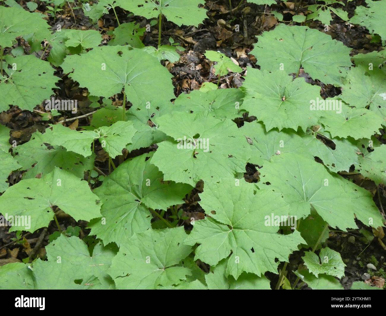 White Butterbur (Petasites albus Stock Photo - Alamy