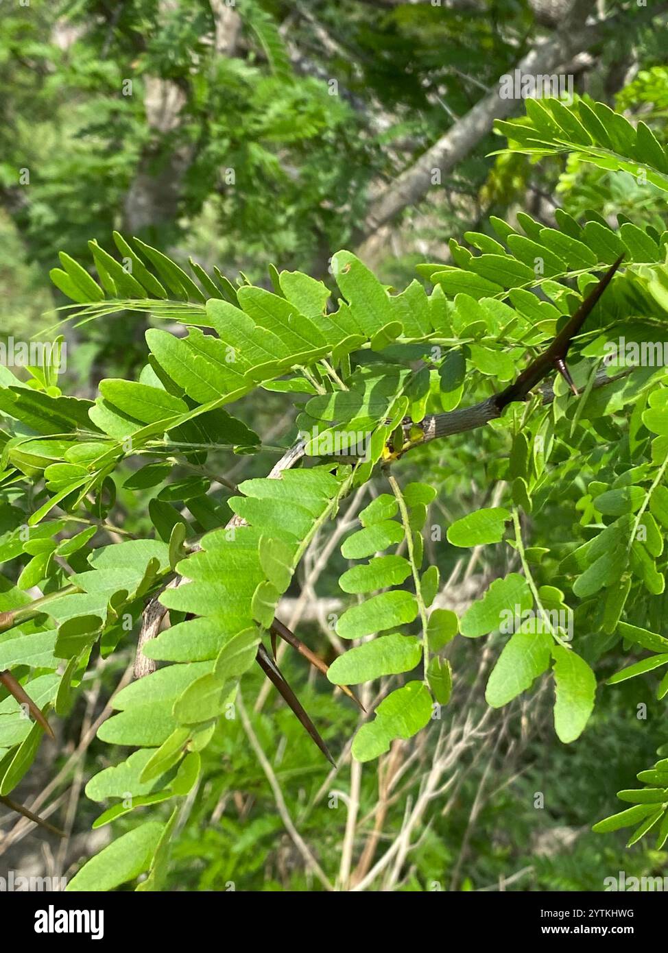 honey locust (Gleditsia triacanthos Stock Photo Alamy