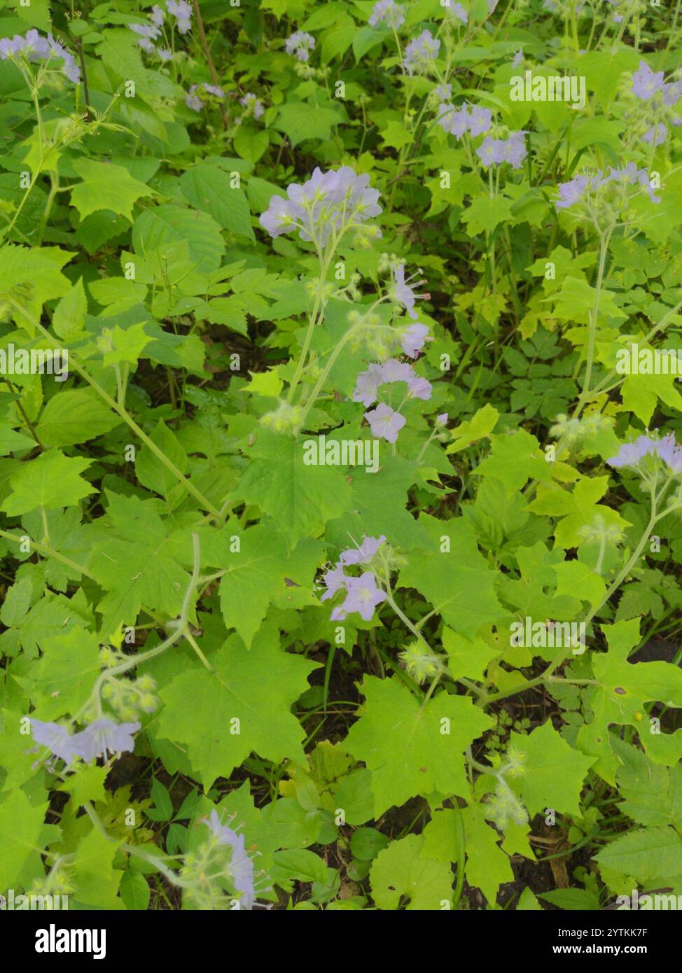 great waterleaf (Hydrophyllum appendiculatum Stock Photo - Alamy