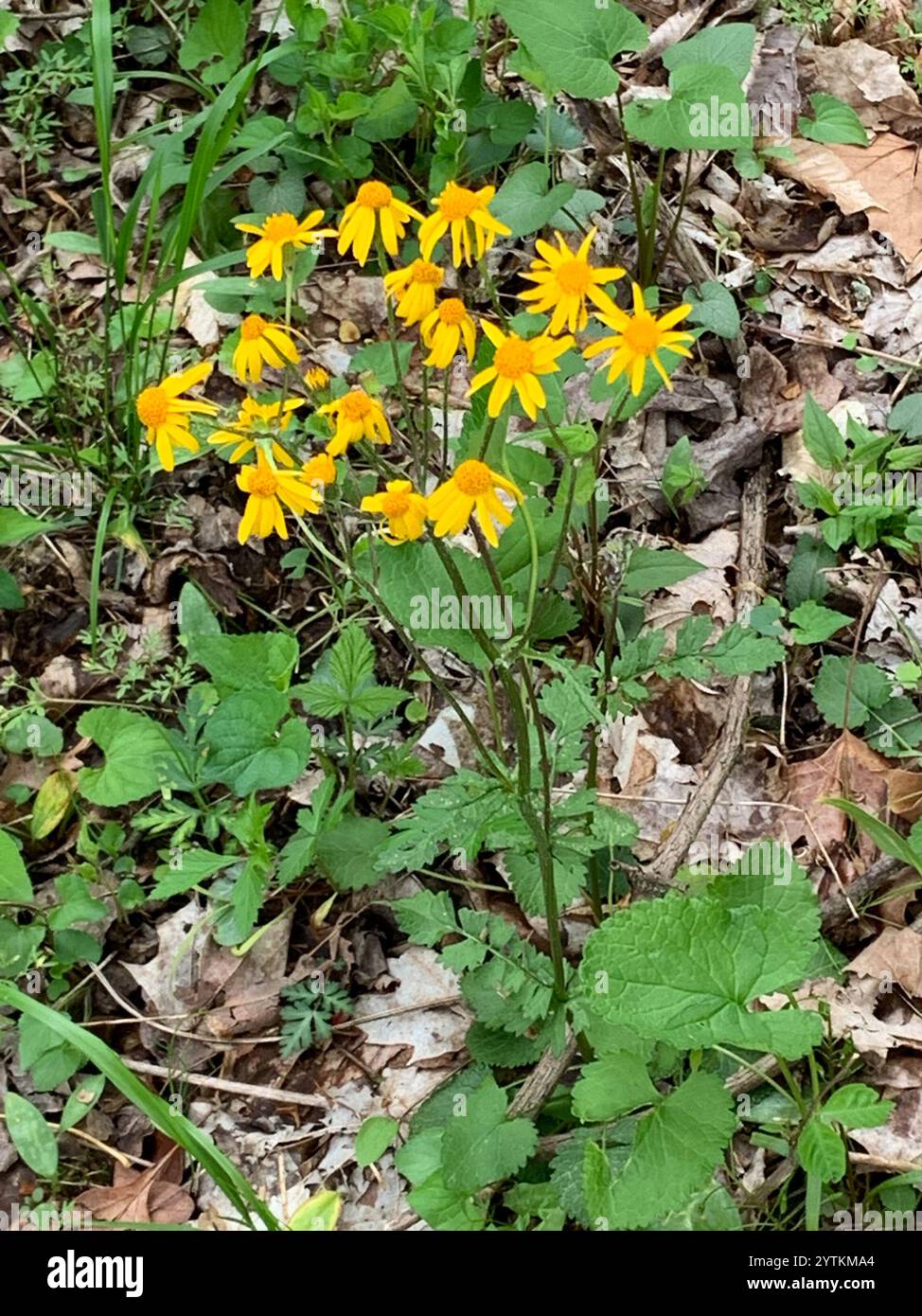 golden ragwort (Packera aurea Stock Photo - Alamy