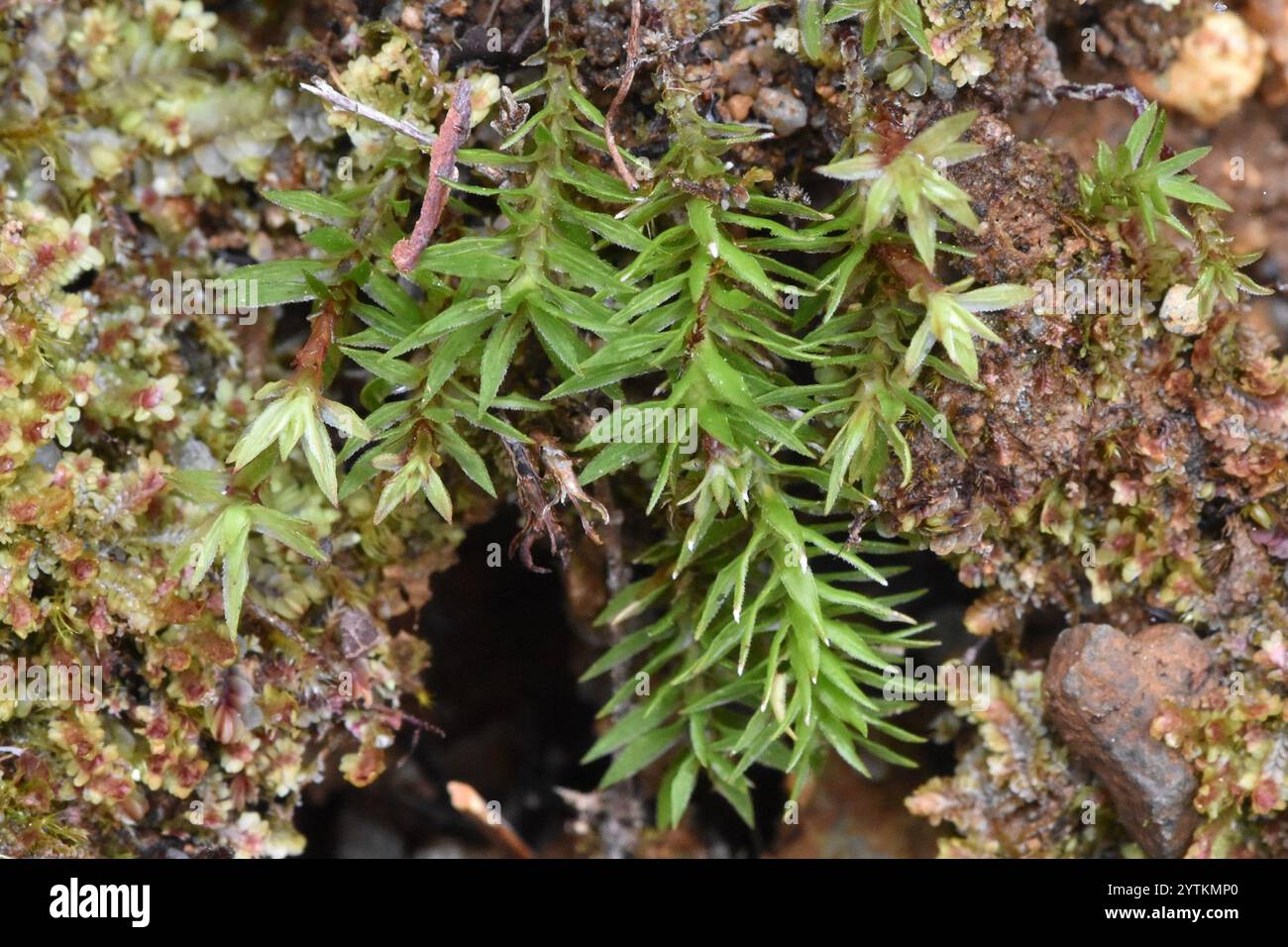 Contortum hi-res stock photography and images - Alamy