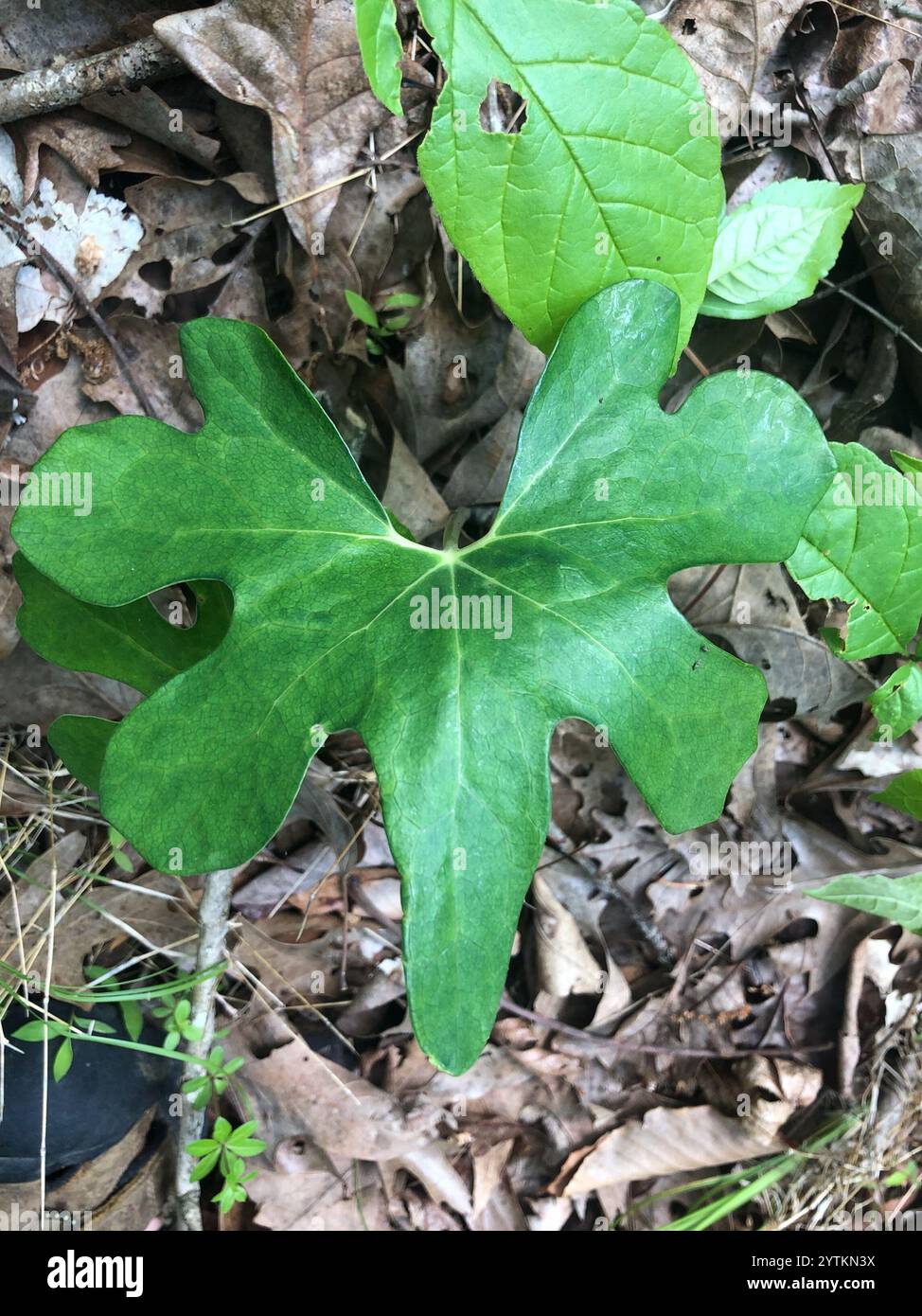 bloodroot (Sanguinaria canadensis Stock Photo - Alamy