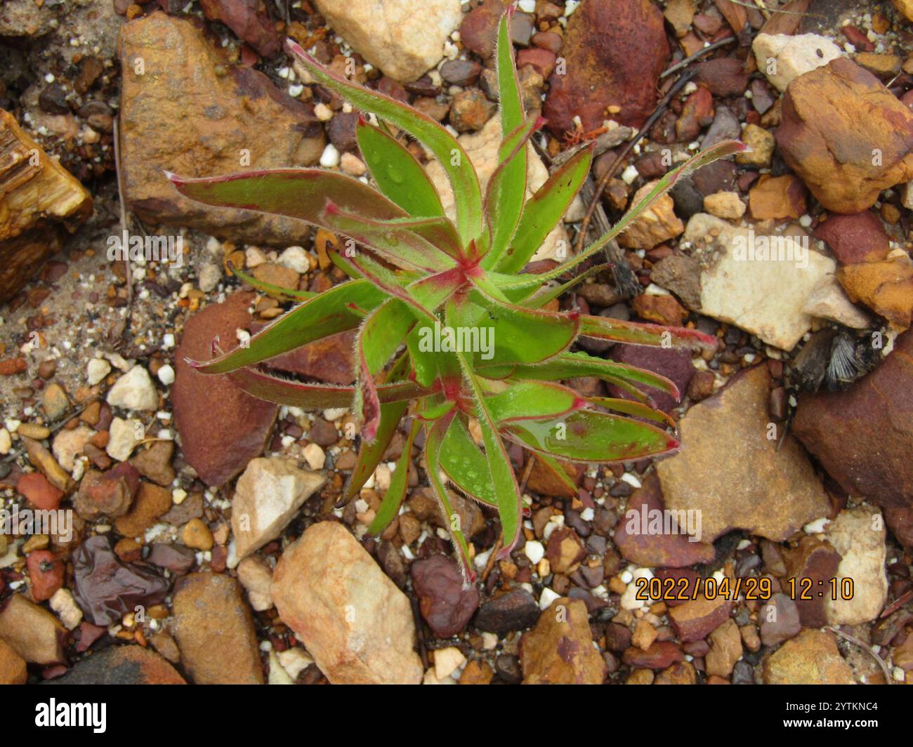 Conebushes (Leucadendron) Stock Photo
