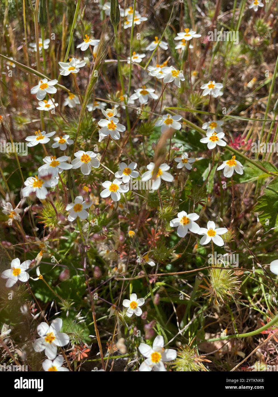 variable linanthus (Leptosiphon parviflorus Stock Photo - Alamy