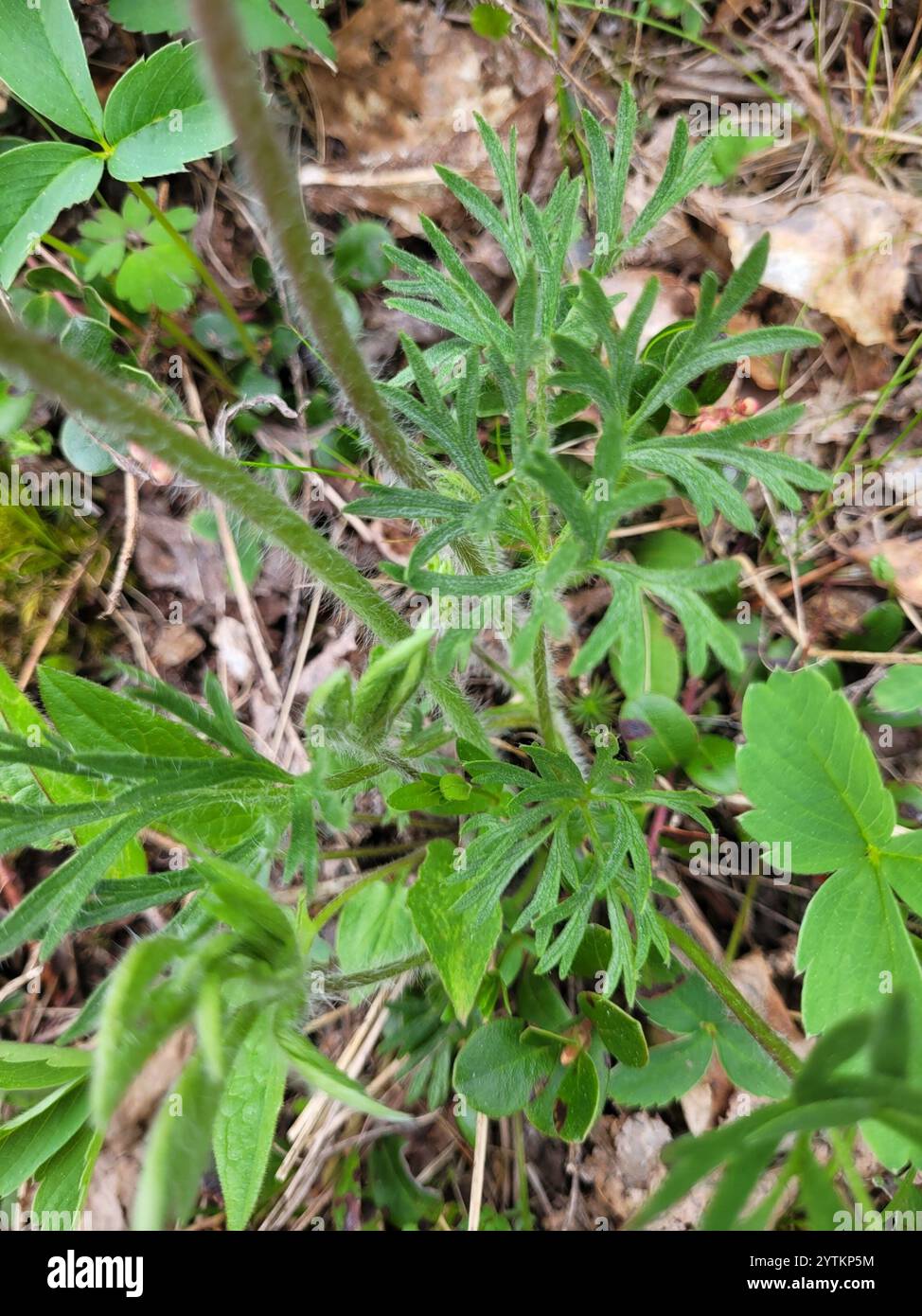 Cutleaf Anemone (Anemone multifida Stock Photo - Alamy