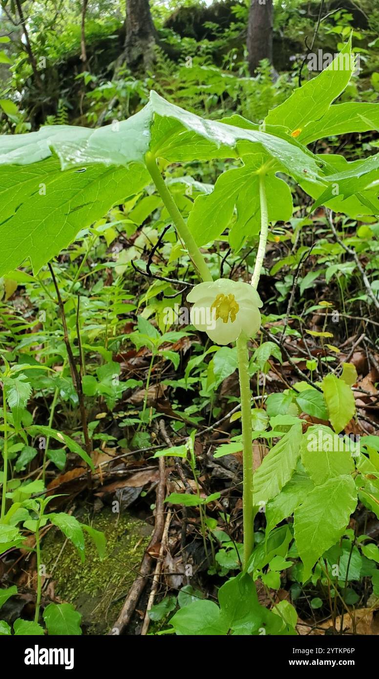 May Apple mayapple (Podophyllum peltatum Stock Photo - Alamy