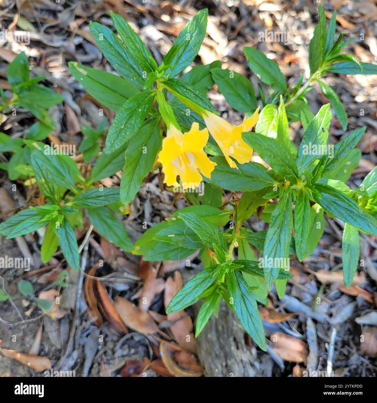 southern bush monkeyflower (Diplacus longiflorus Stock Photo - Alamy