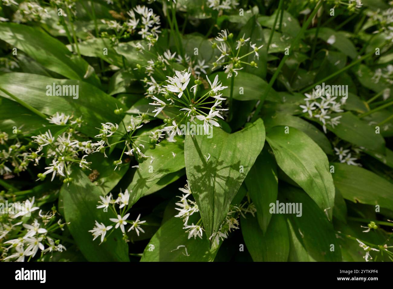 Allium Ursinum Plant In Bloom Stock Photo Alamy allium-ursinum-plant-in-bloom-stock-photo-alamy