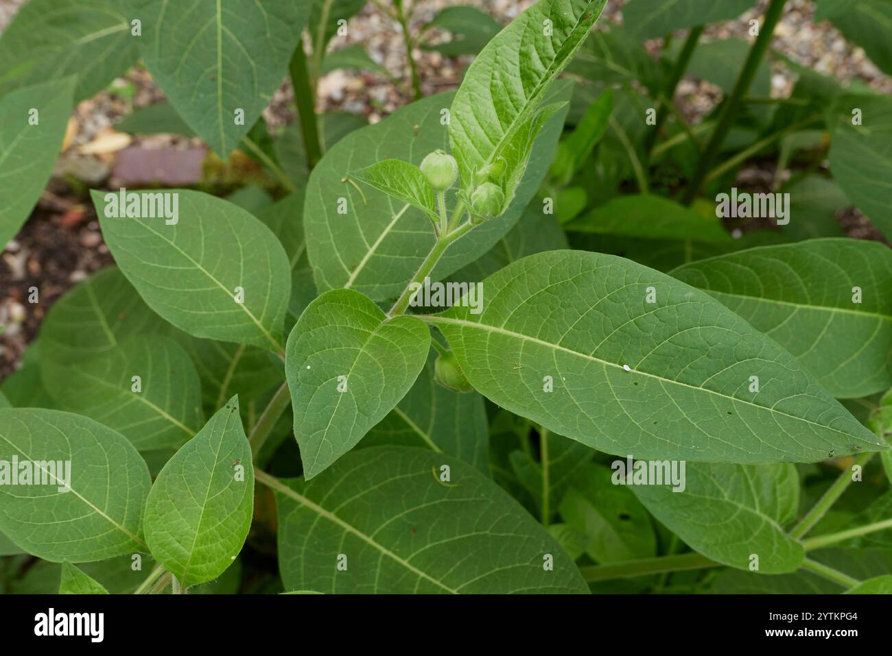 Atropa belladonna plant close up Stock Photo