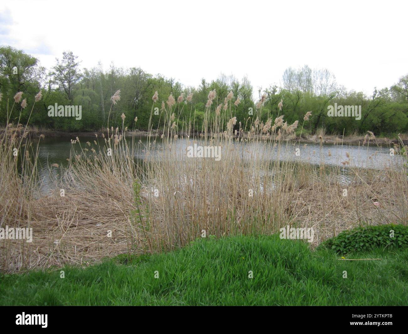 common reed (Phragmites australis Stock Photo - Alamy