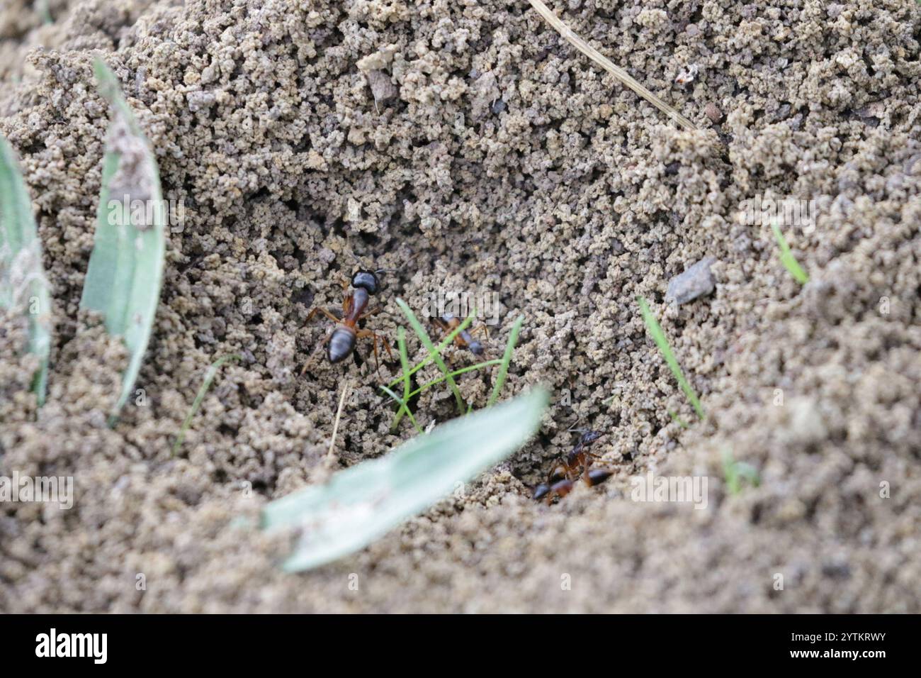 Banded Sugar Ant (Camponotus consobrinus Stock Photo - Alamy