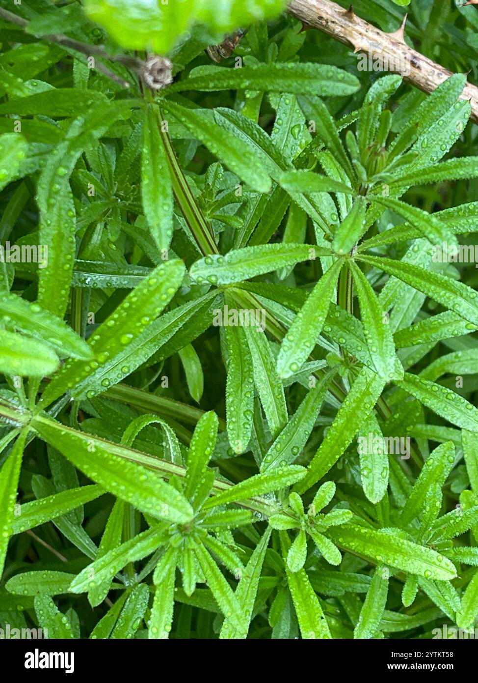 catchweed bedstraw (Galium aparine Stock Photo - Alamy