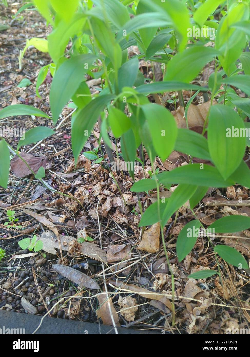 sessile bellwort (Uvularia sessilifolia Stock Photo - Alamy
