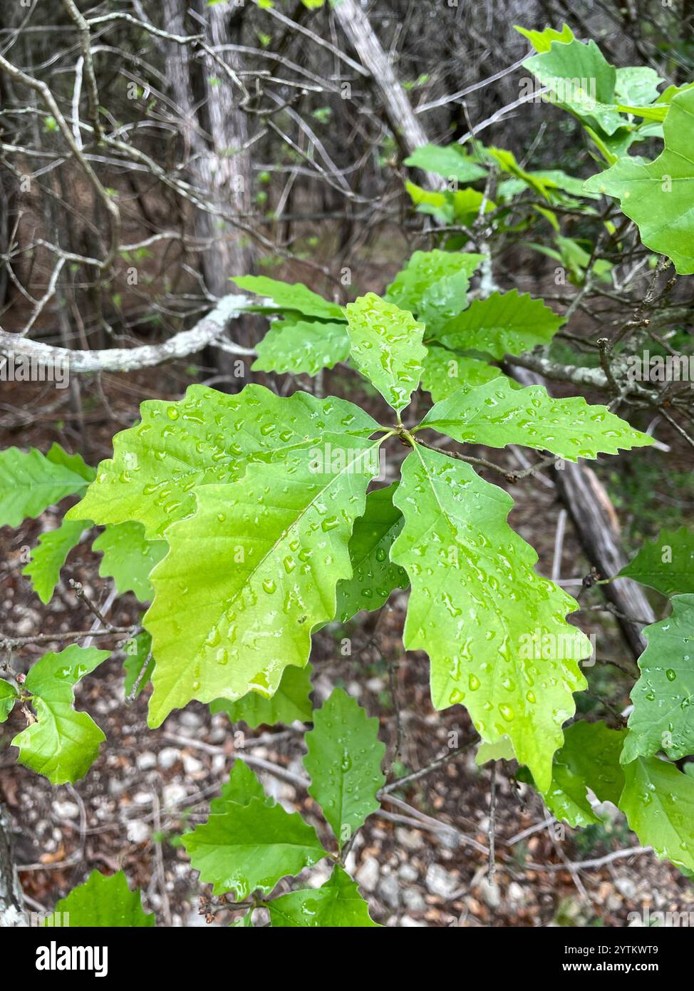 chinkapin oak (Quercus muehlenbergii Stock Photo - Alamy