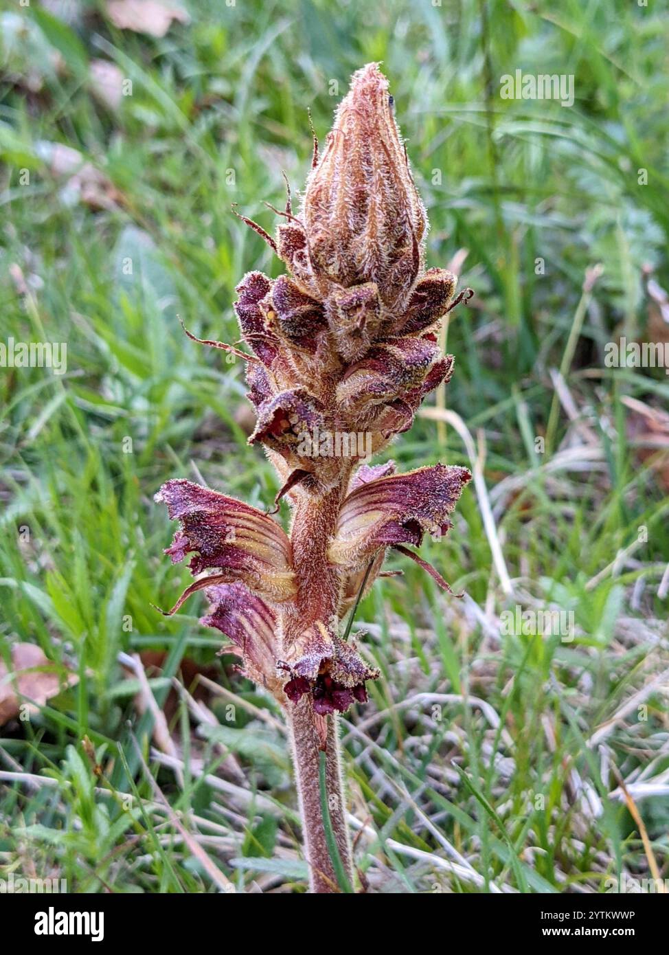 Lesser Broomrape Slender Broomrape (Orobanche gracilis Stock Photo - Alamy
