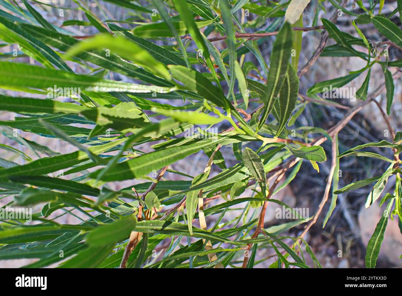Akeake (Dodonaea viscosa Stock Photo - Alamy