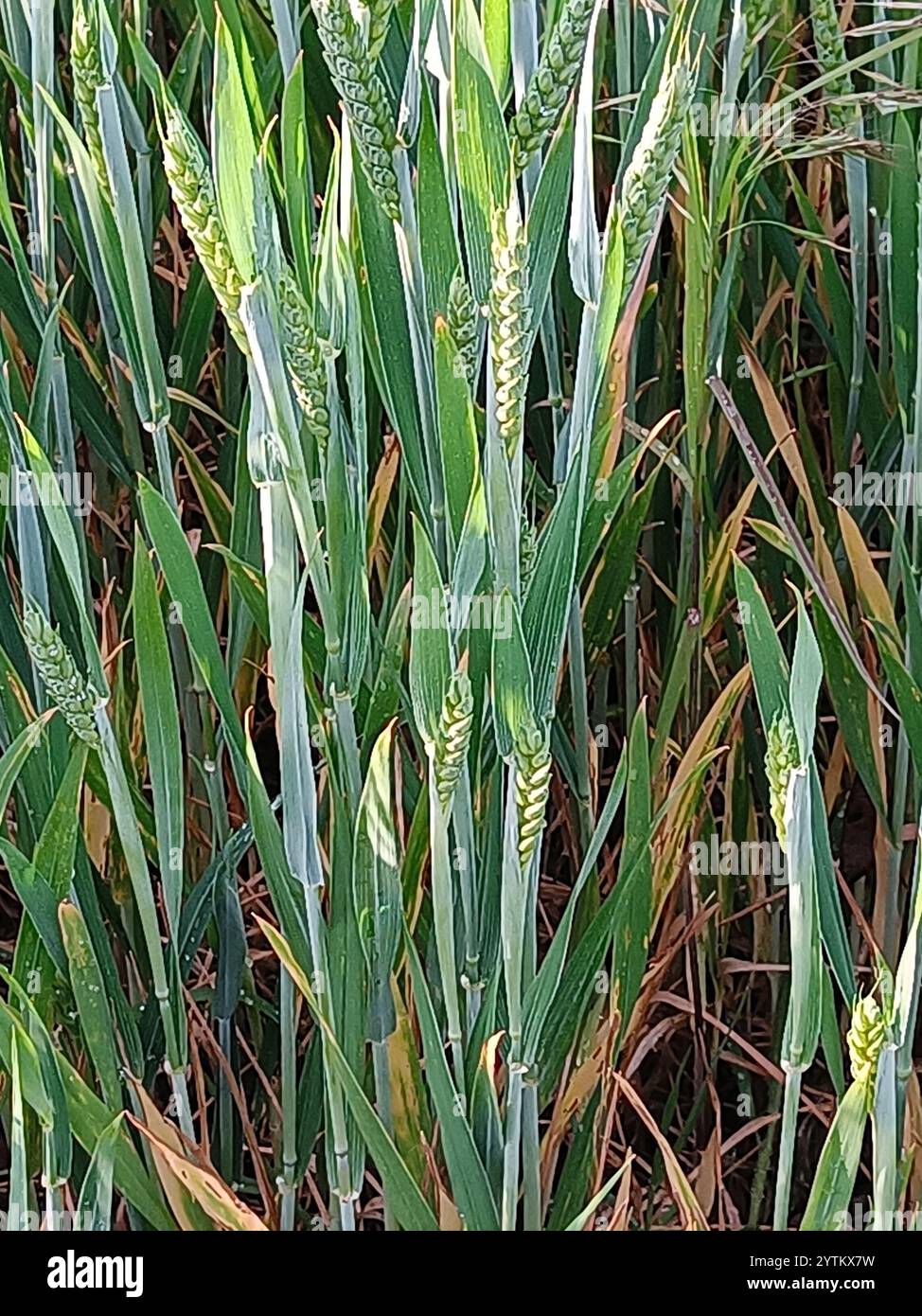 Bread Wheat (Triticum aestivum Stock Photo - Alamy