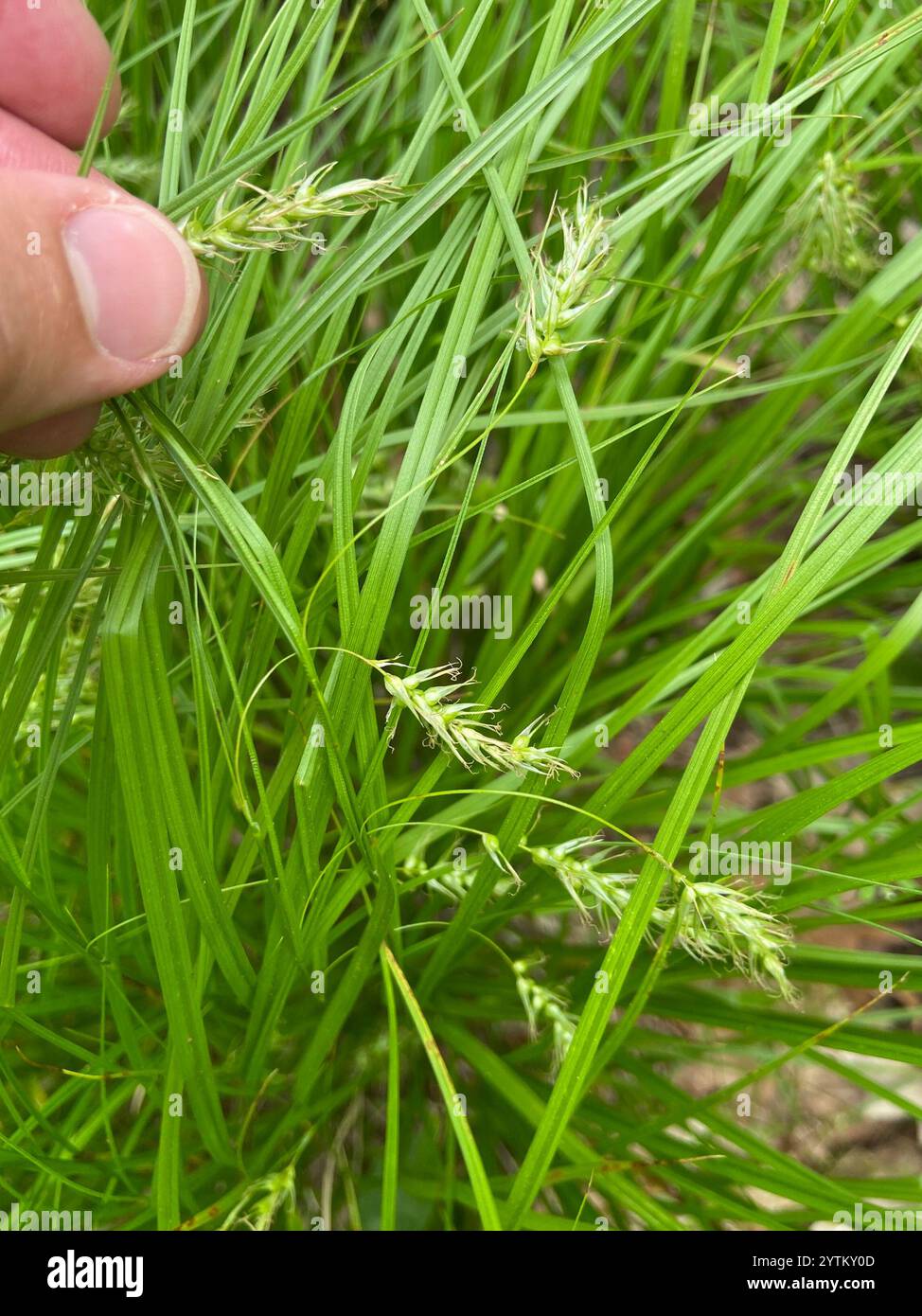 longbeak sedge (Carex sprengelii Stock Photo - Alamy
