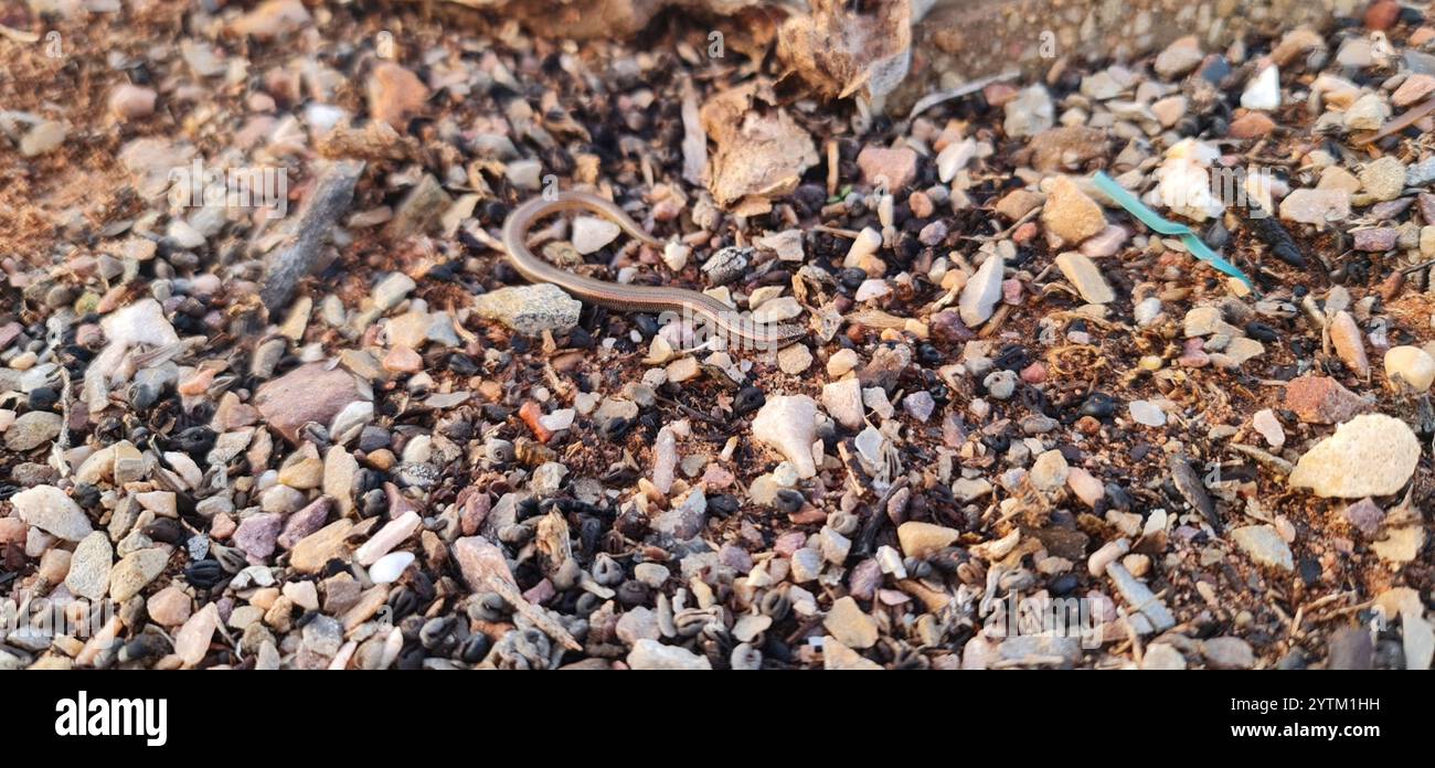 Timida hi-res stock photography and images - Alamy