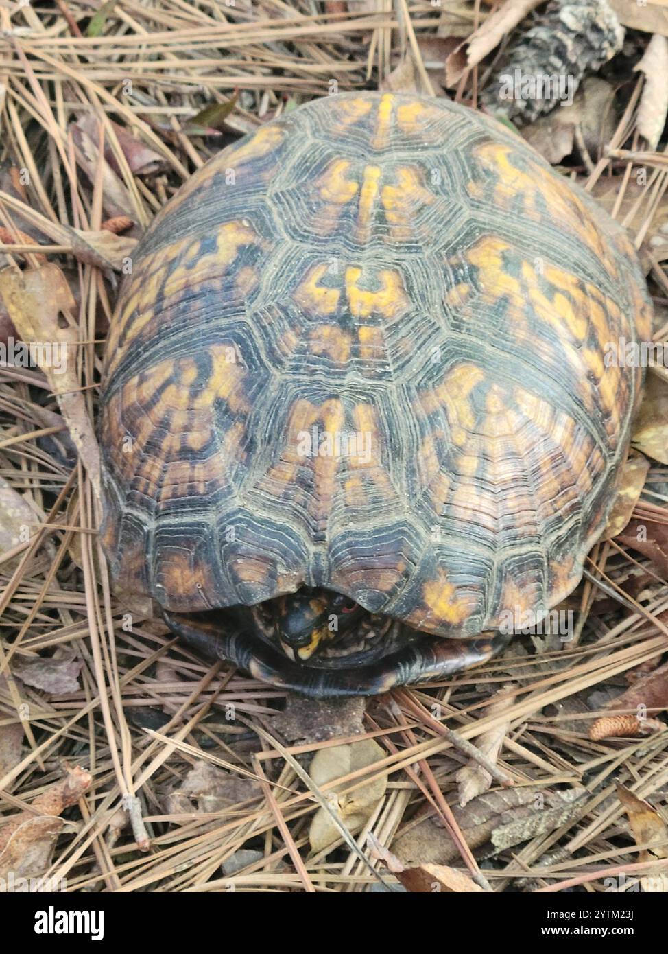 Eastern Box Turtle (Terrapene carolina carolina Stock Photo - Alamy