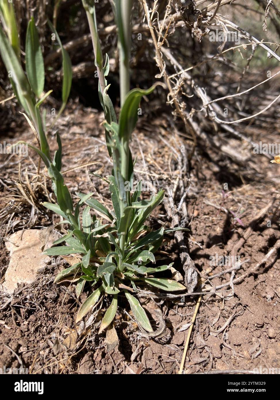 drummond's rockcress (Boechera stricta Stock Photo - Alamy