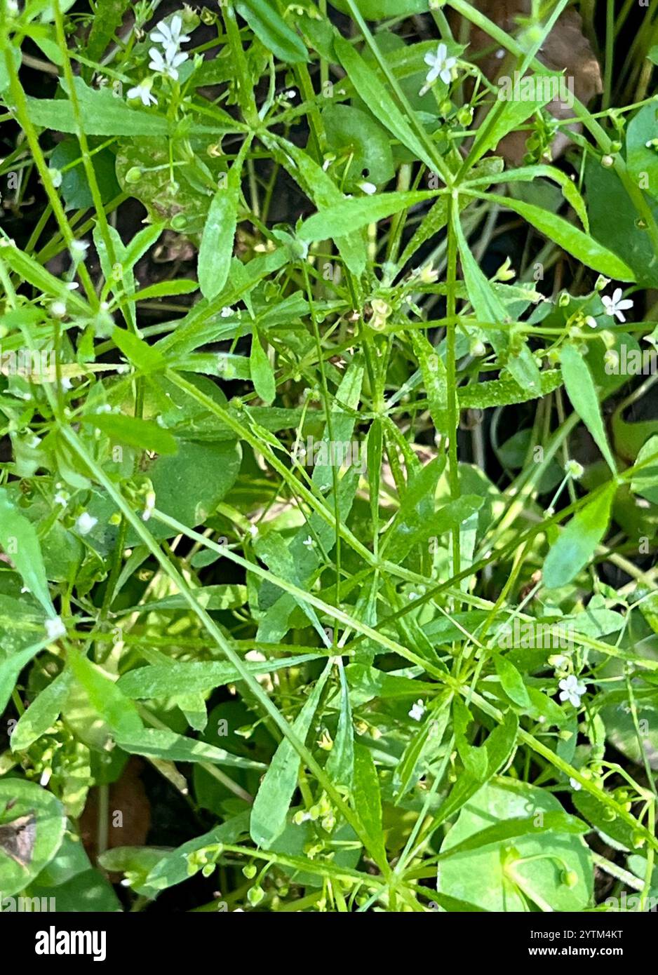 catchweed bedstraw (Galium aparine Stock Photo - Alamy