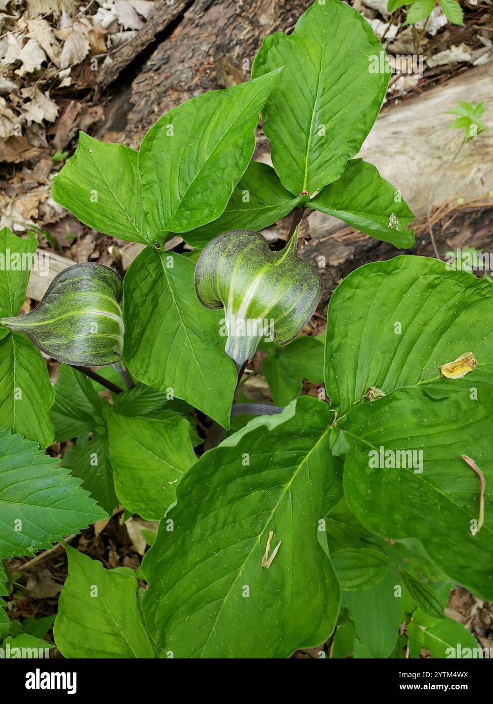 5 Jack In The Pulpit Bare Root Plants (Arisaema Triphyllum) – Native Wildflowers For Shade