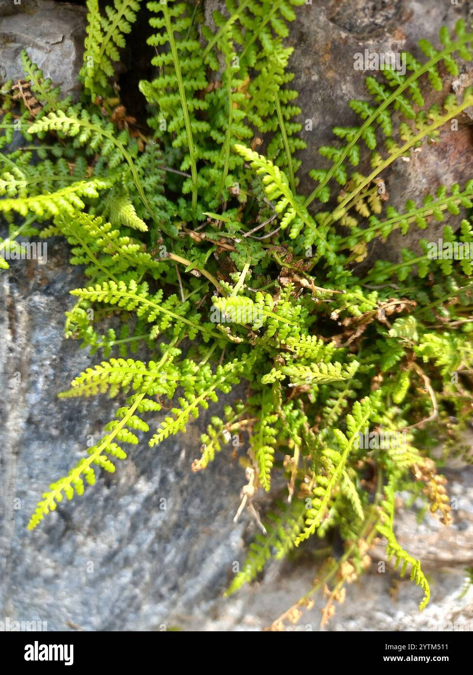 Smooth rock spleenwort (Asplenium fontanum Stock Photo - Alamy