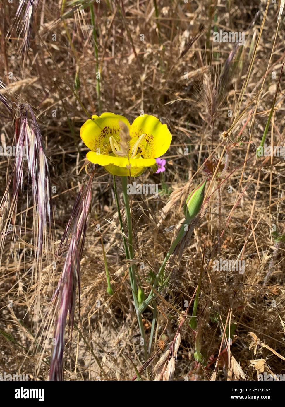 Mariposa - Yellow main image 1