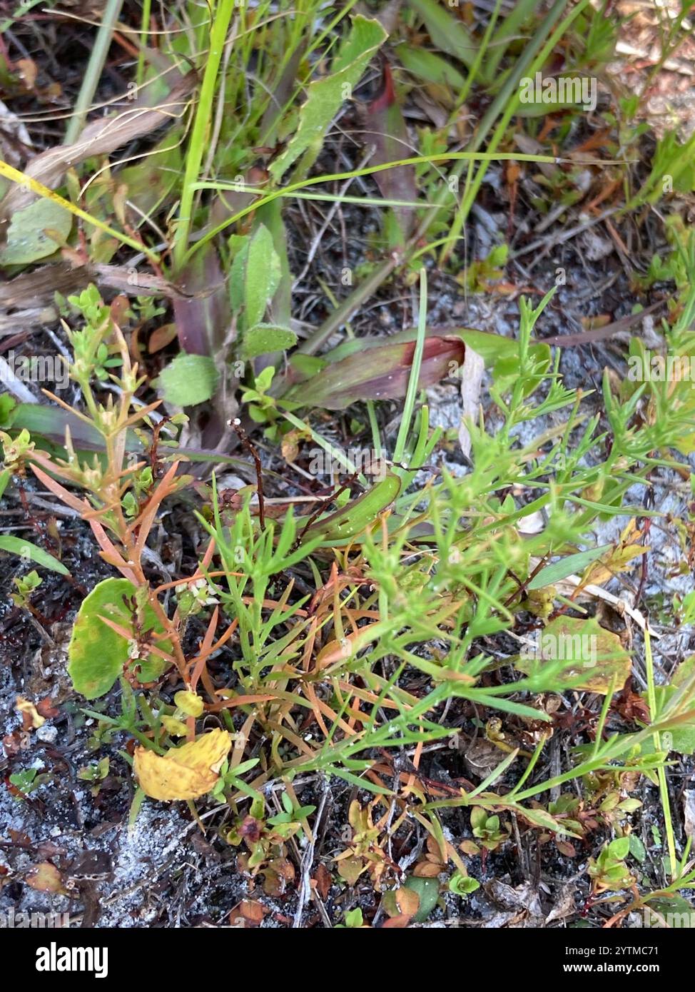 Rust Weed (Polypremum procumbens Stock Photo - Alamy